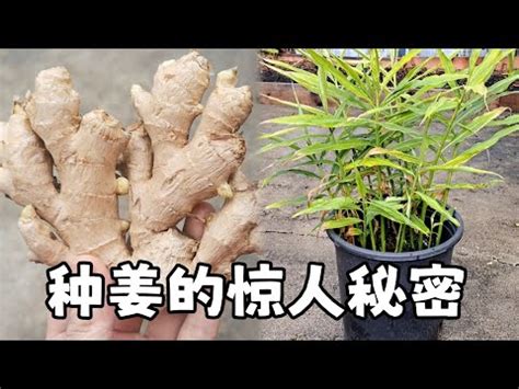 老薑種植盆栽|【薑要怎麼種】在家也能種薑！薑要怎麼種？育苗、種。